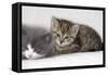 Couch, Cats, Young, Lying, Snuggles Up, Sleepily, Dozes, Together, Animals, Mammals-Nikky-Framed Stretched Canvas