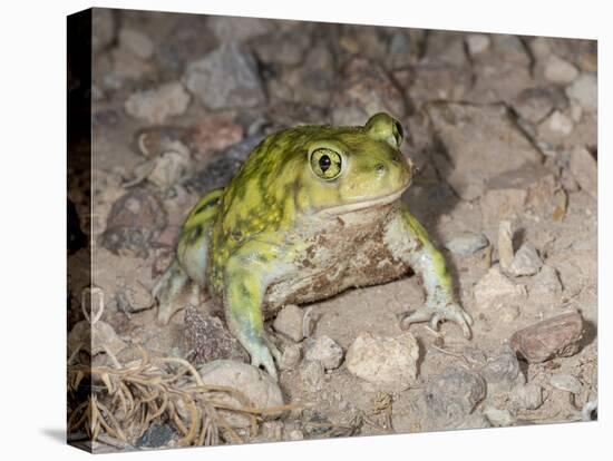 Couch's spadefoot, Scaphiopus couchii, Rodeo, New Mexico-Maresa Pryor-Stretched Canvas