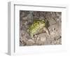 Couch's spadefoot, Scaphiopus couchii, Rodeo, New Mexico-Maresa Pryor-Framed Photographic Print