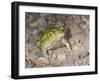 Couch's spadefoot, Scaphiopus couchii, Rodeo, New Mexico-Maresa Pryor-Framed Photographic Print