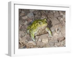 Couch's spadefoot, Scaphiopus couchii, Rodeo, New Mexico-Maresa Pryor-Framed Photographic Print