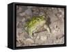 Couch's spadefoot, Scaphiopus couchii, Rodeo, New Mexico-Maresa Pryor-Framed Stretched Canvas