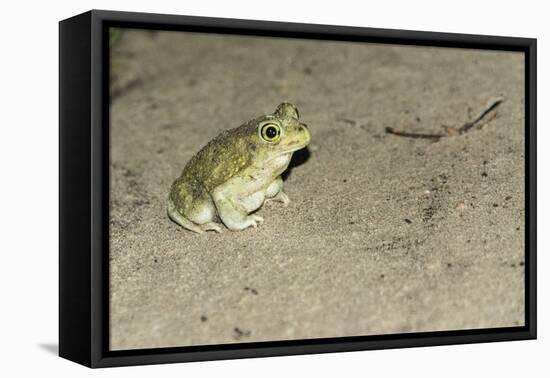 Couch's Spadefoot Toad-Gary Carter-Framed Stretched Canvas