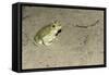 Couch's Spadefoot Toad-Gary Carter-Framed Stretched Canvas