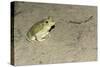 Couch's Spadefoot Toad-Gary Carter-Stretched Canvas