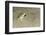 Couch's Spadefoot Toad-Gary Carter-Framed Premium Photographic Print