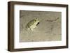 Couch's Spadefoot Toad-Gary Carter-Framed Photographic Print
