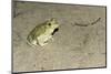 Couch's Spadefoot Toad-Gary Carter-Mounted Photographic Print
