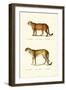 Cougar, 1824-Karl Joseph Brodtmann-Framed Premium Giclee Print