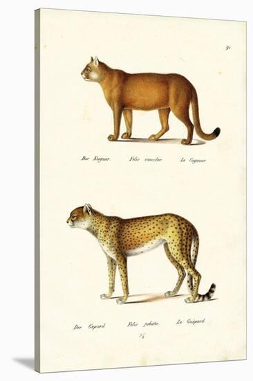 Cougar, 1824-Karl Joseph Brodtmann-Stretched Canvas