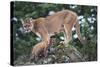 Cougar and Cub-DLILLC-Stretched Canvas