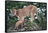 Cougar and Cub-DLILLC-Framed Stretched Canvas