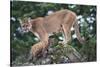 Cougar and Cub-DLILLC-Stretched Canvas