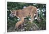 Cougar and Cub-DLILLC-Framed Photographic Print