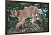 Cougar and Cub-DLILLC-Framed Photographic Print