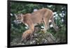 Cougar and Cub-DLILLC-Framed Photographic Print