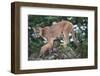 Cougar and Cub-DLILLC-Framed Photographic Print