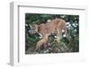 Cougar and Cub-DLILLC-Framed Photographic Print