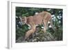 Cougar and Cub-DLILLC-Framed Photographic Print