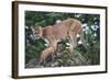 Cougar and Cub-DLILLC-Framed Photographic Print