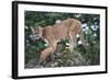 Cougar and Cub-DLILLC-Framed Photographic Print