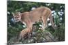 Cougar and Cub-DLILLC-Mounted Photographic Print