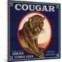 Cougar Brand - Covina, California - Citrus Crate Label-Lantern Press-Mounted Art Print