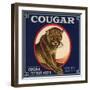 Cougar Brand - Covina, California - Citrus Crate Label-Lantern Press-Framed Art Print