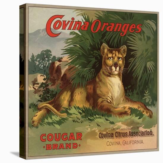 Cougar Brand - Covina, California - Citrus Crate Label-Lantern Press-Stretched Canvas