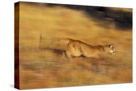 Cougar Chasing Prey through a Field-W. Perry Conway-Stretched Canvas