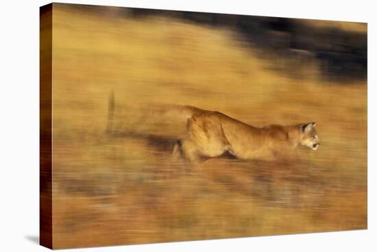 Cougar Chasing Prey through a Field-W. Perry Conway-Stretched Canvas