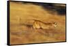 Cougar Chasing Prey through a Field-W. Perry Conway-Framed Stretched Canvas