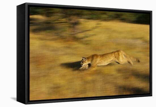 Cougar Chasing Prey through a Field-W. Perry Conway-Framed Stretched Canvas