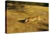 Cougar Chasing Prey through a Field-W. Perry Conway-Stretched Canvas