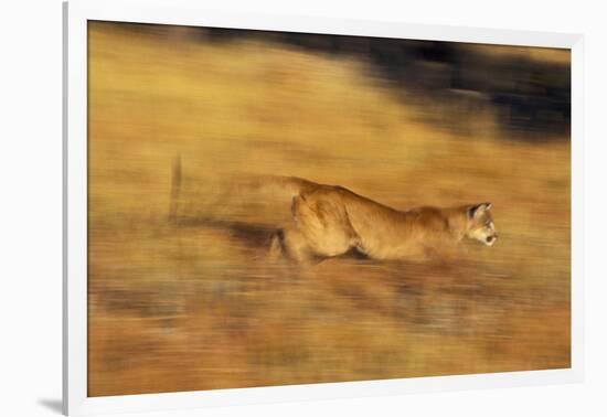 Cougar Chasing Prey through a Field-W. Perry Conway-Framed Photographic Print