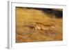 Cougar Chasing Prey through a Field-W. Perry Conway-Framed Photographic Print