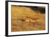 Cougar Chasing Prey through a Field-W. Perry Conway-Framed Photographic Print