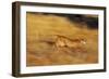 Cougar Chasing Prey through a Field-W. Perry Conway-Framed Photographic Print