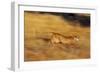 Cougar Chasing Prey through a Field-W. Perry Conway-Framed Photographic Print