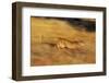 Cougar Chasing Prey through a Field-W. Perry Conway-Framed Photographic Print