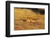 Cougar Chasing Prey through a Field-W. Perry Conway-Framed Photographic Print