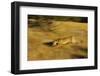 Cougar Chasing Prey through a Field-W. Perry Conway-Framed Photographic Print