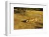 Cougar Chasing Prey through a Field-W. Perry Conway-Framed Photographic Print