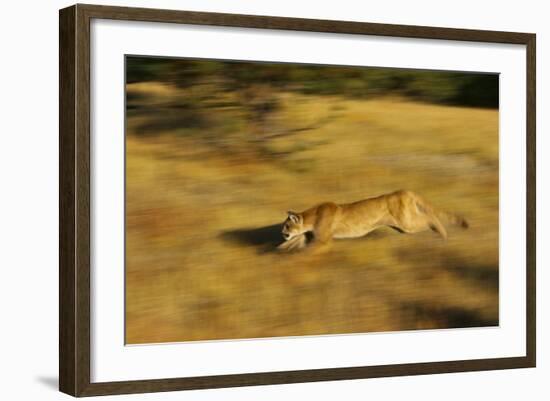 Cougar Chasing Prey through a Field-W. Perry Conway-Framed Photographic Print