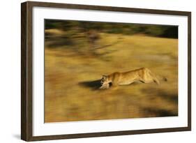 Cougar Chasing Prey through a Field-W. Perry Conway-Framed Photographic Print