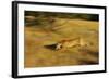 Cougar Chasing Prey through a Field-W. Perry Conway-Framed Photographic Print