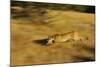 Cougar Chasing Prey through a Field-W. Perry Conway-Mounted Photographic Print