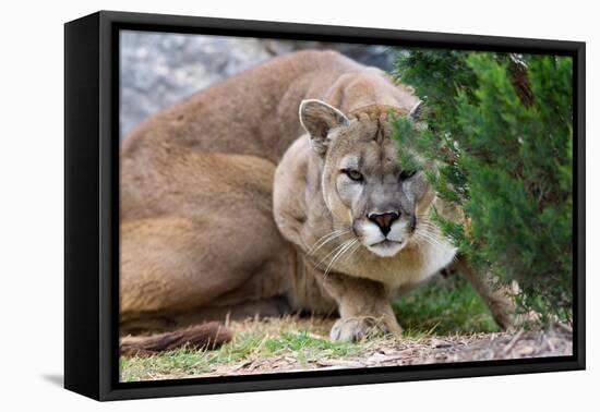 Cougar Crouching-Lantern Press-Framed Stretched Canvas