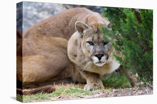 Cougar Crouching-Lantern Press-Stretched Canvas