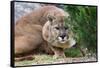 Cougar Crouching-Lantern Press-Framed Stretched Canvas